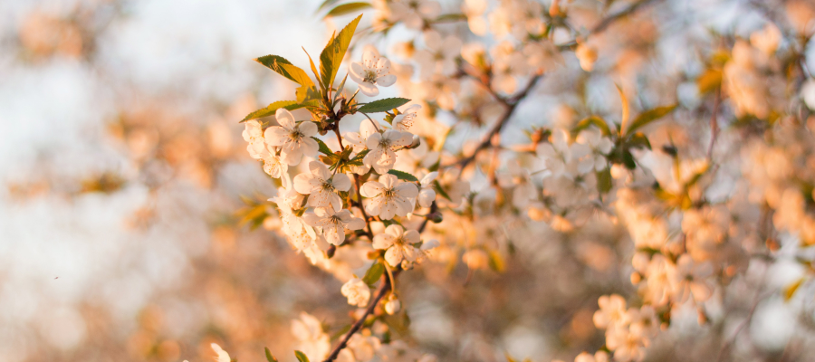 Photo by Irina Iriser on Unsplash